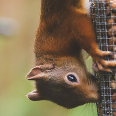 Red Squirrel - one of the resident family