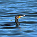 EOS 90D Peter Harriman 09 15 55 43960 cormorantTakeOff dpp