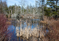 Pond, early spring