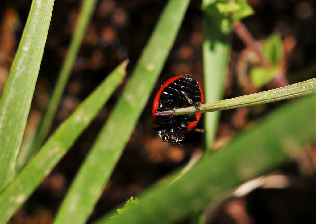 Coccinelle à 7 points  (2)