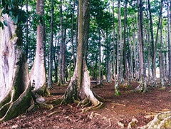 Rudraksha Forest