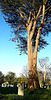 A humungously tall tree in St Day's Old Church graveyard.