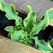 Hosta2025