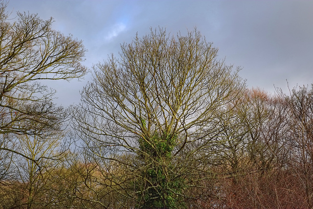 Manor Park trees