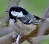 Coal Tit