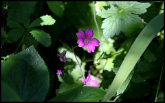 Geranium d'Endress (3)