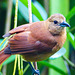 White-lined Tanager female, Trinidad