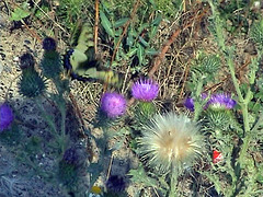 swallowtail visiting thistles