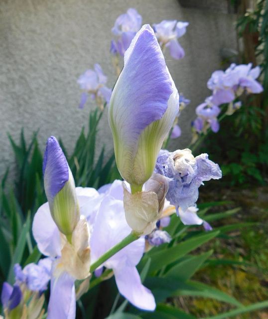 Iris en boutons