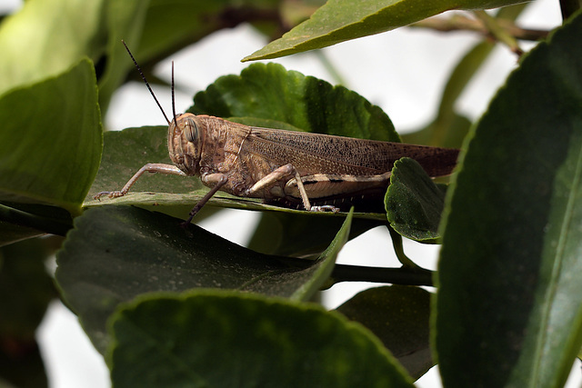 Locusta migratória, Gafanhoto