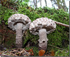 Strobilomyces strobilaceus