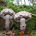 Strobilomyces strobilaceus