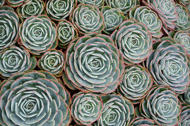 Tightly-packed succulents