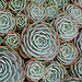 Tightly-packed succulents