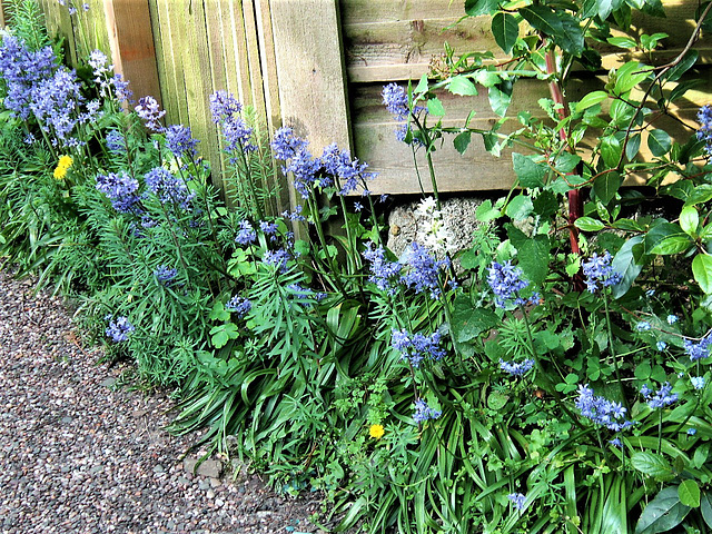 So many flowers edging the driveway