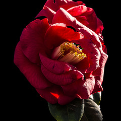 flor con recios estambres