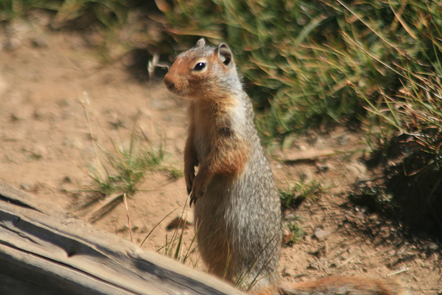 California ground squirrel