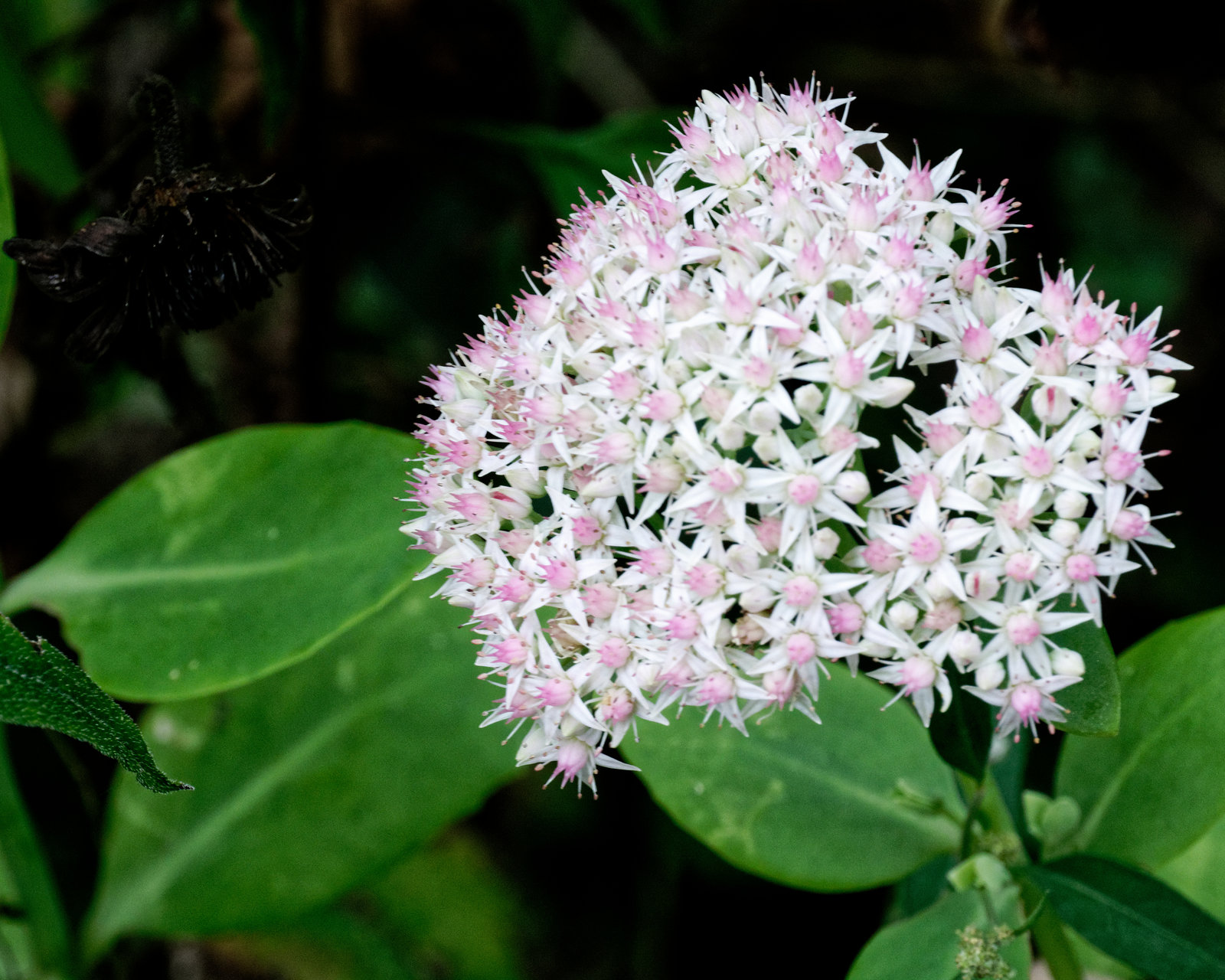 Stonecrop