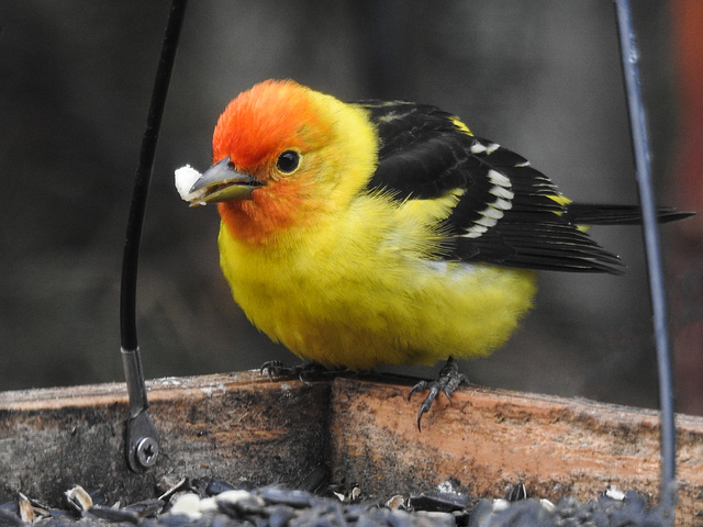 Western Tanager male