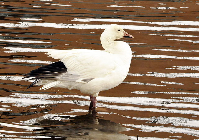 snow goose DSC0566