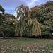 Weeping Beech