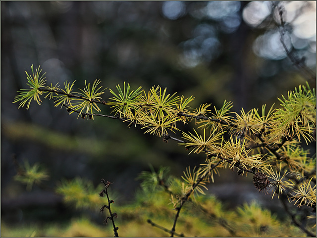 Juniper losings its  needles