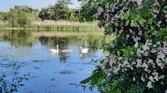 Schwanenfamilie auf dem Mühlenteich in Rüting