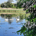 Schwanenfamilie auf dem Mühlenteich in Rüting