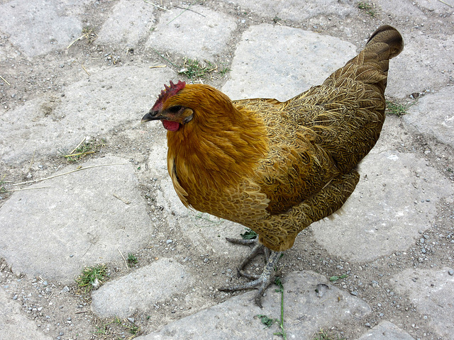 jetzt kommt wieder die Osterzeit