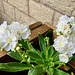 Lewisia62025