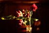 Rose 50 & 42 : discarded