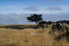 Penedos, Estrelinha's tree