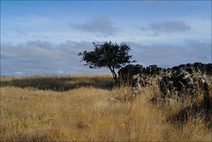 Penedos, Estrelinha's tree