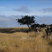 Penedos, Estrelinha's tree