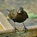 Female Blackbird