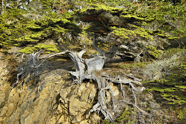 The Old Veteran – Point Lobos State Natural Reserve, California