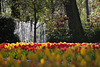 Keukenhof DSC09254