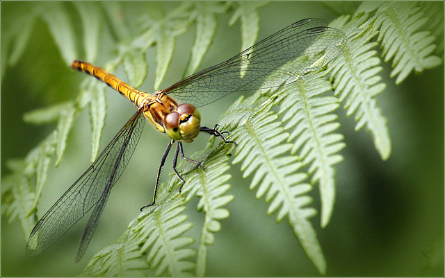 Sympetrum