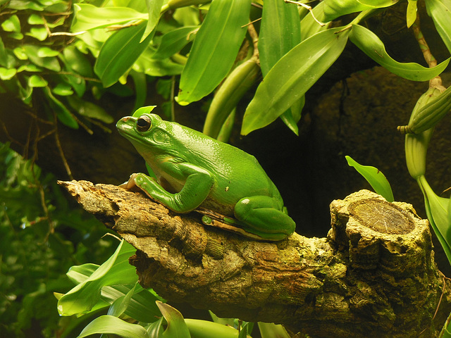 173 Korallenfinger (Litoria caerulea) werden 12 cm groß u. 20 Jahre alt.