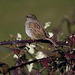 Dunnock