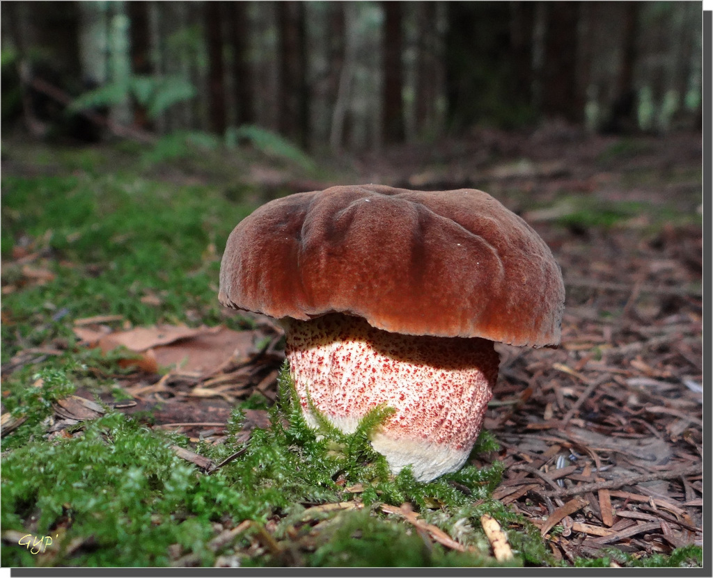 Suillus bellini