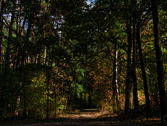 Herbstwald