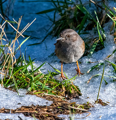 A dunnock