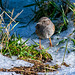 A dunnock