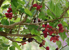 Black Mulberry