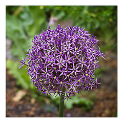 Allium Globemaster