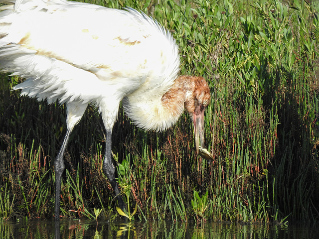 Day 3, Whooping Crane colt with crab