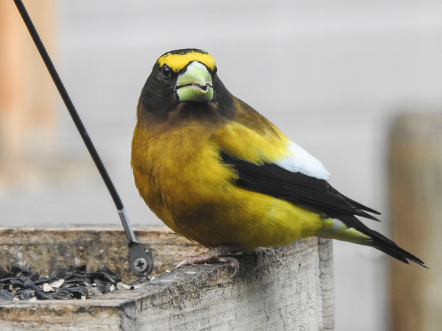 Evening Grosbeak male