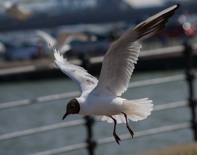 Flight photos (12)