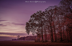 Autumn forest and cornfield at dusk